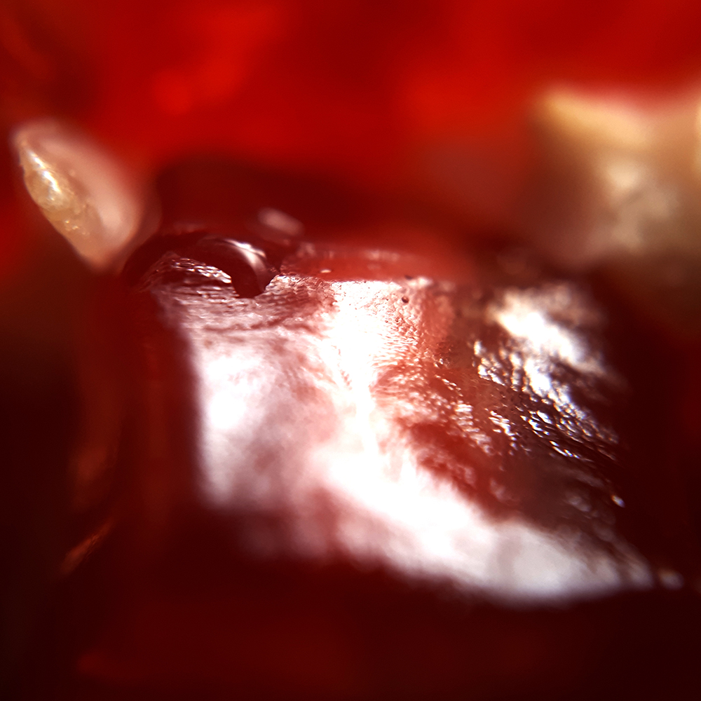 photo macro de grains de grenade
